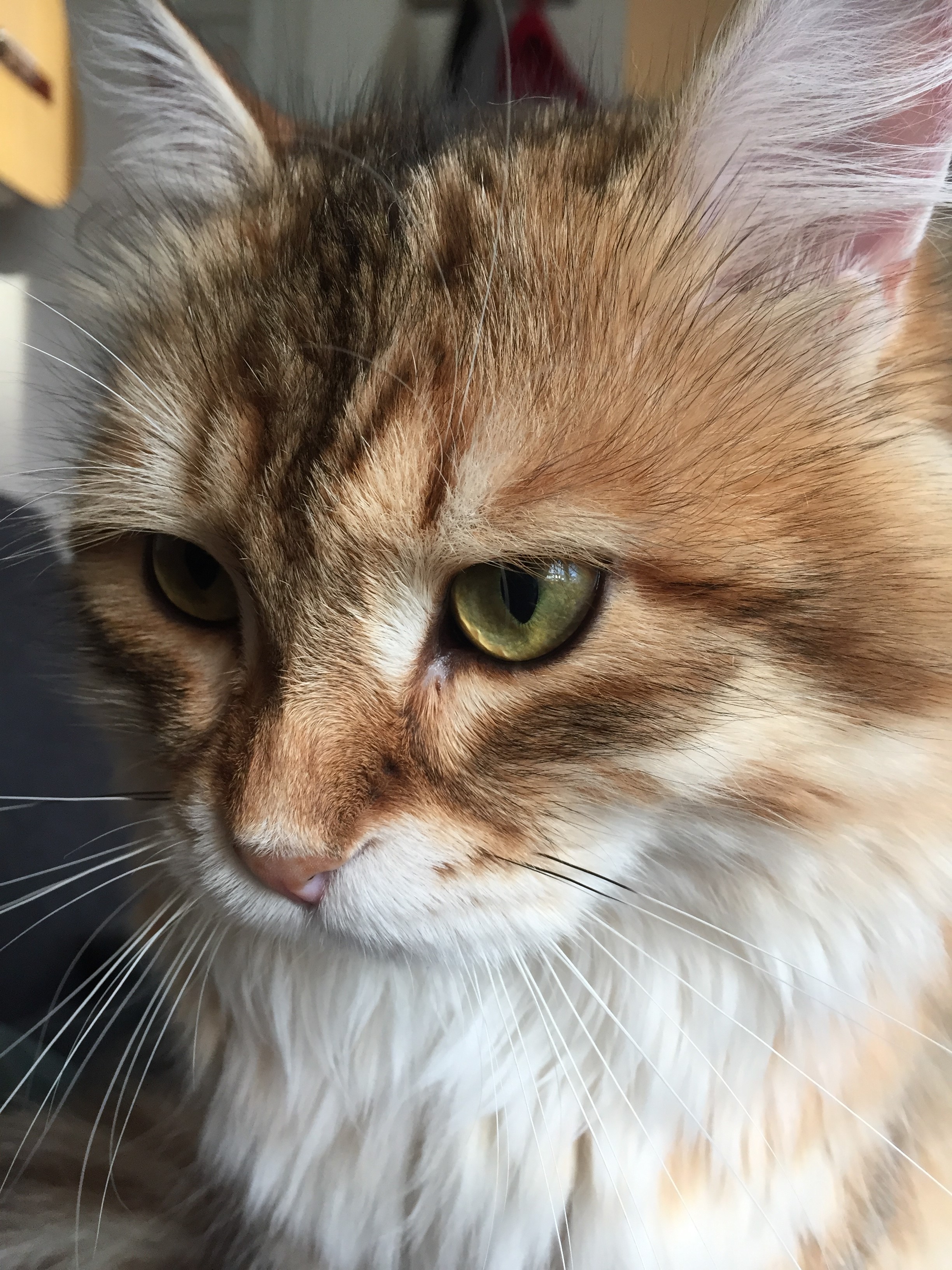 sibirisk katt